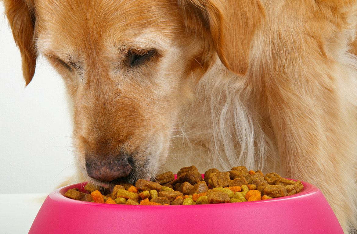 what is the best dog food for small dogs