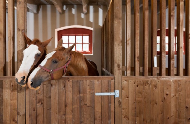 How Often Should You Clean Out Your Stables? - Pet Shops Guide Blog